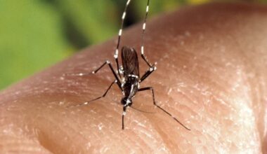 Dijon. Un nouveau cas autochtone de chikungunya confirmé