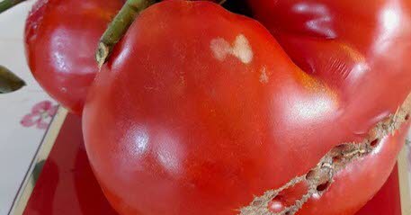 Saint-Just-Saint-Rambert. Elle cueille une tomate de près d’1,5 kg dans son jardin