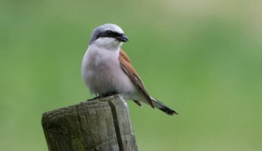 Sélestat. Compter, connaître et protéger les espèces animales grâce aux associations naturalistes