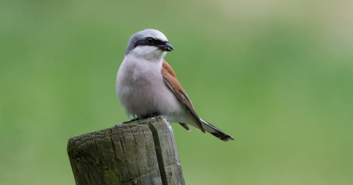 Sélestat. Compter, connaître et protéger les espèces animales grâce aux associations naturalistes