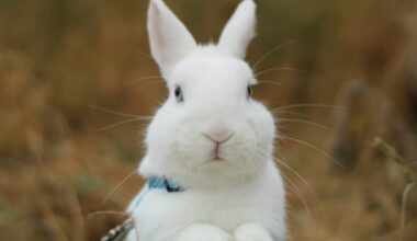 trouvé en mauvais état dans la rue, le chouette lapin Fondue a besoin d'une famille