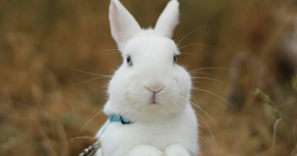 trouvé en mauvais état dans la rue, le chouette lapin Fondue a besoin d'une famille
