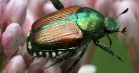 Allemagne. Le scarabée japonais, une menace prise très au sérieux