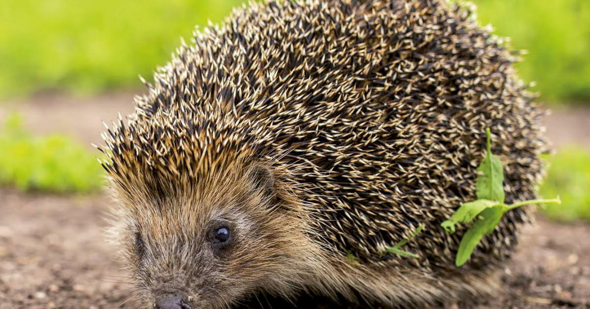 Métropole de Lyon. Ces bénévoles agissent pour protéger les hérissons dans nos jardins
