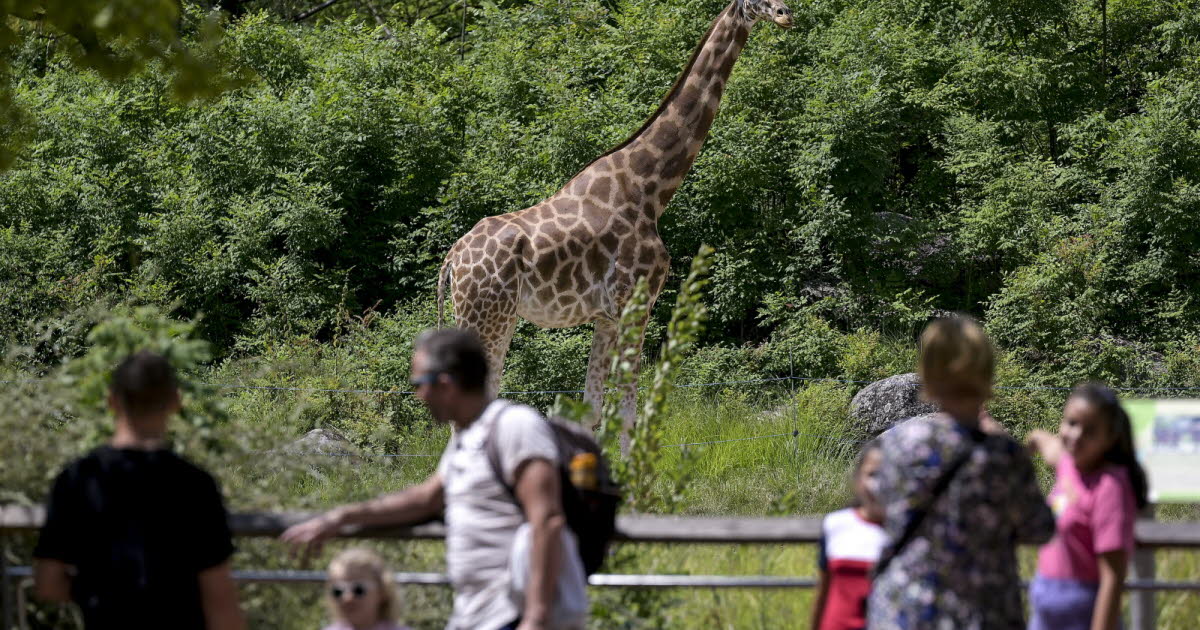 Lyon. La Tête-d’Or, une légende au cœur du parc