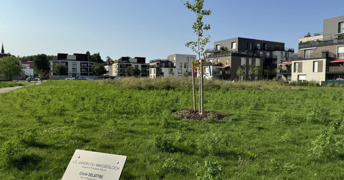 Oberhausbergen. Un financement participatif pour planter des arbres dans le jardin du Wasserloch