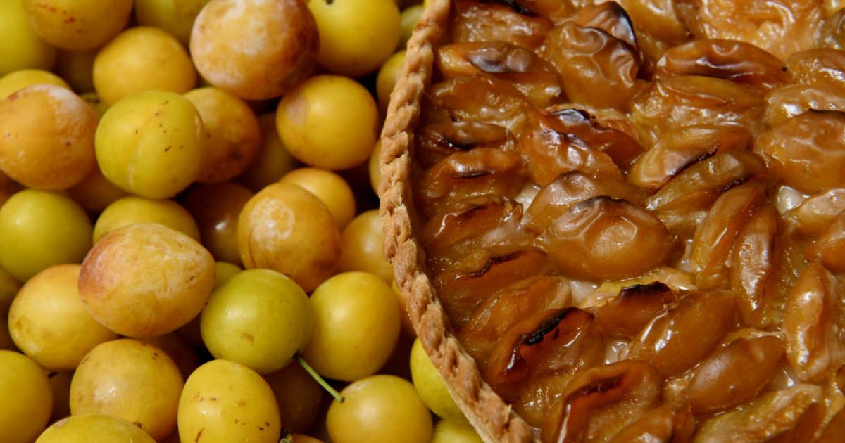 Meurthe-et-Moselle. À Nancy, la tarte à la mirabelle est le dessert incontournable