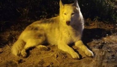 une plainte déposée pour actes de cruauté suite à la mort d’un chien