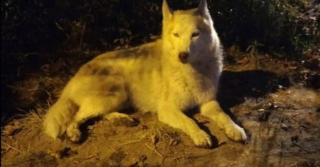 une plainte déposée pour actes de cruauté suite à la mort d’un chien