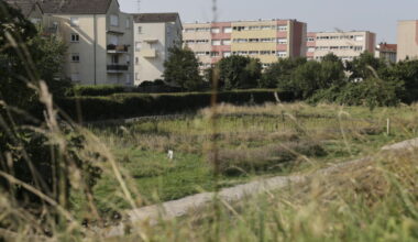 Bischheim. Comment une zone revégétalisée au bord du canal va pouvoir sauver des hérissons (et pas que)