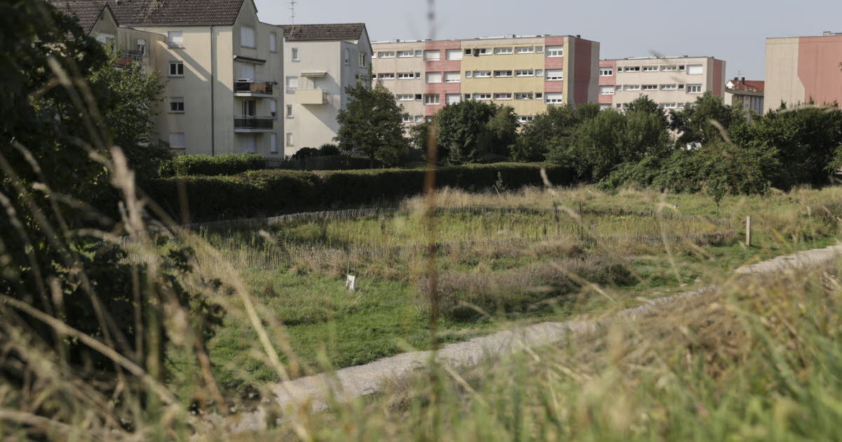 Bischheim. Comment une zone revégétalisée au bord du canal va pouvoir sauver des hérissons (et pas que)