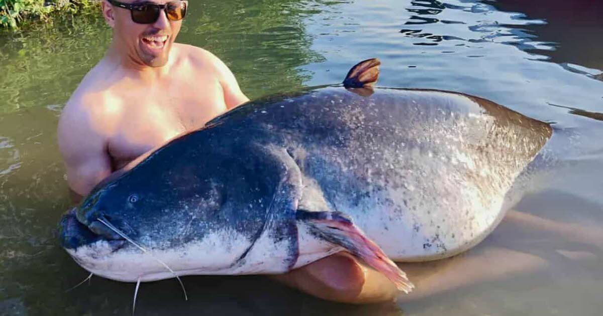 encore un silure géant sorti du Rhône au sud de Lyon