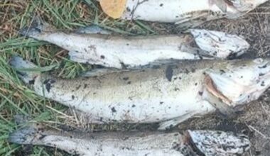 des poissons morts dans le bassin Carrot