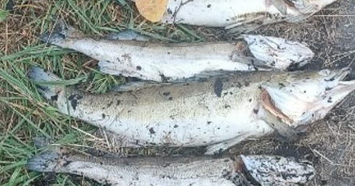des poissons morts dans le bassin Carrot