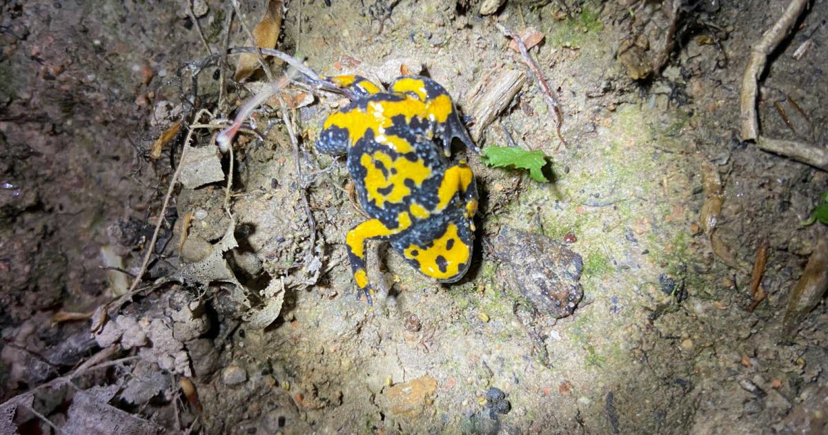 Environnement. Dans les gorges de la Loire, des espèces emblématiques très surveillées