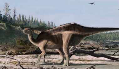 une nouvelle espèce de dinosaure découverte