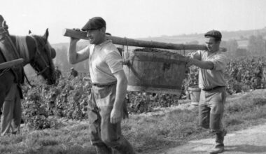 En images. Récolte à la main, fêtes et festins... Autour de Lyon, les vendanges d'après-guerre