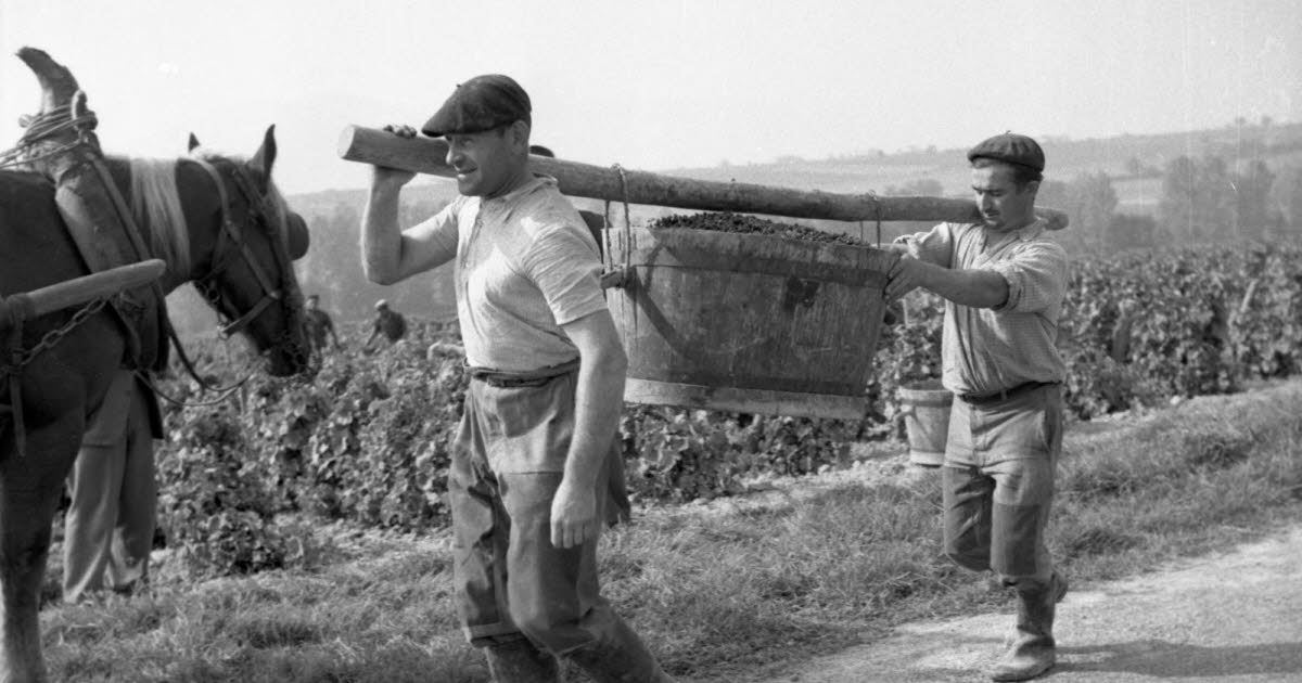 En images. Récolte à la main, fêtes et festins... Autour de Lyon, les vendanges d'après-guerre