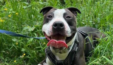 SPA de Strasbourg. Abandonné à répétition, Tyson, 4 ans, rêve d’un maître fidèle