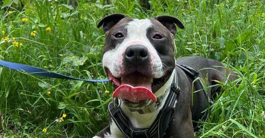 SPA de Strasbourg. Abandonné à répétition, Tyson, 4 ans, rêve d’un maître fidèle