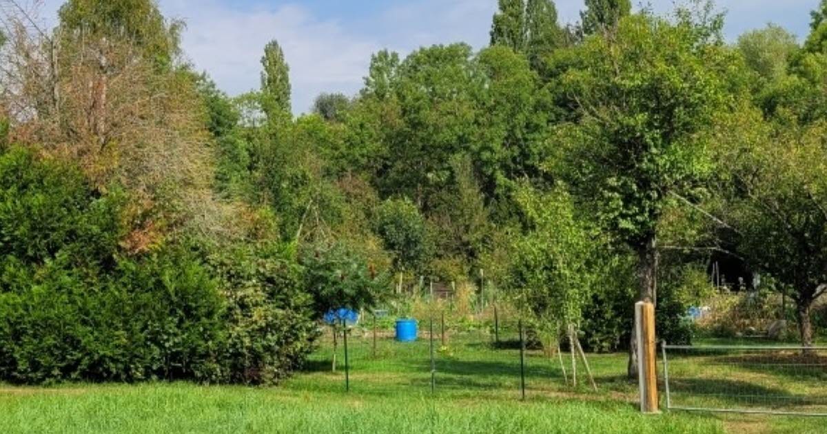 Chaligny. Encore des vols de légumes aux Pâquis
