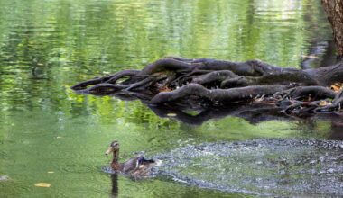 Meurthe-et-Moselle. Après avoir été attaqué à l’arc en juillet, un canard retrouve son ruisseau près de Nancy