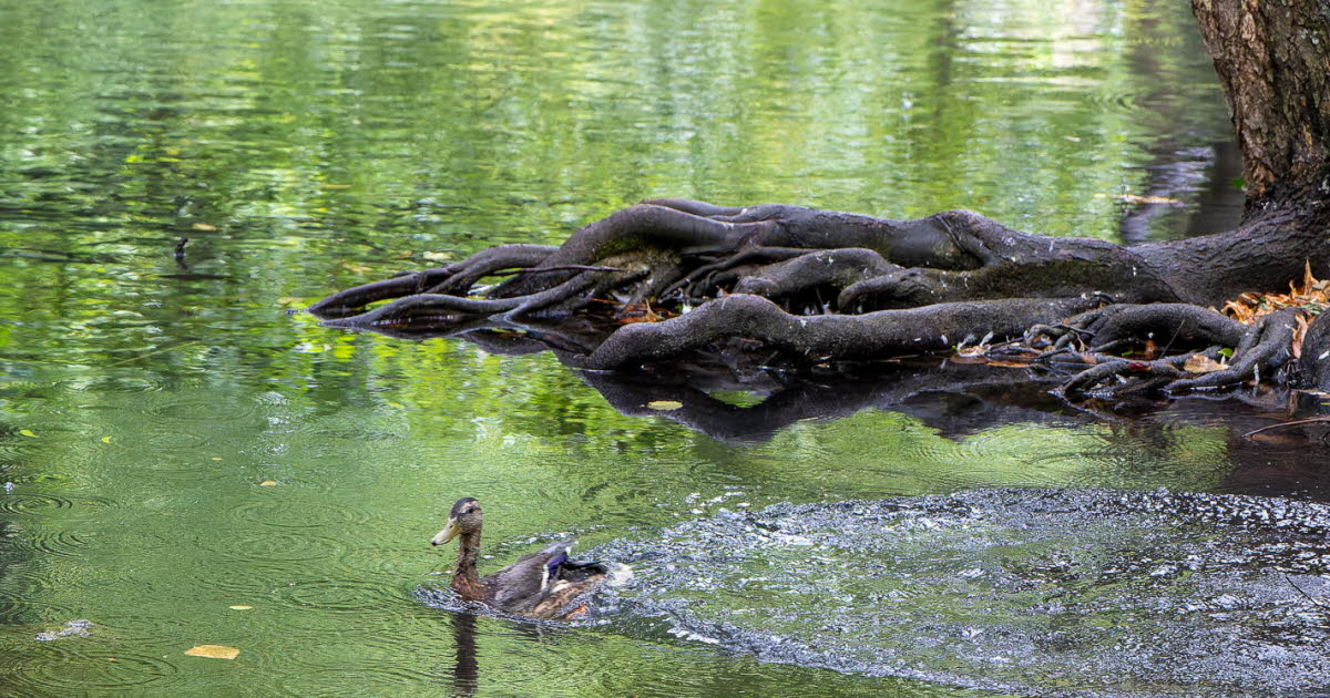 Meurthe-et-Moselle. Après avoir été attaqué à l’arc en juillet, un canard retrouve son ruisseau près de Nancy