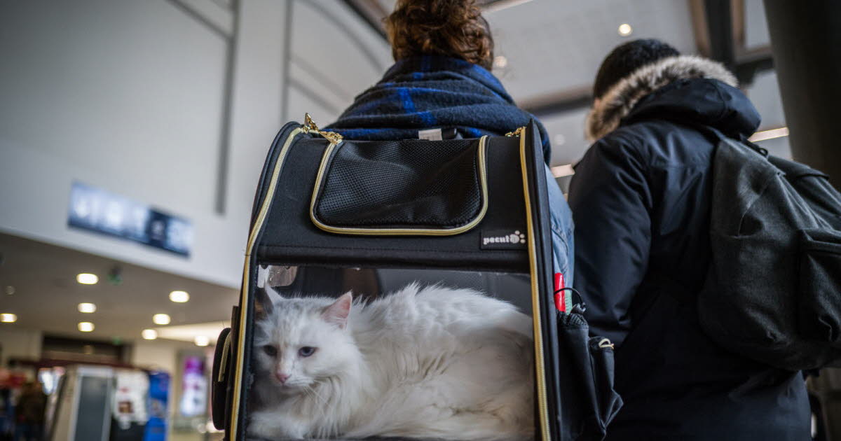 Transports. Verbalisée dans un train à cause des miaulements de son chat : « Elle a été odieuse »