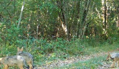 Grand Est. La présence de 7 louveteaux non loin de l’ouest vosgien enflamme les réseaux