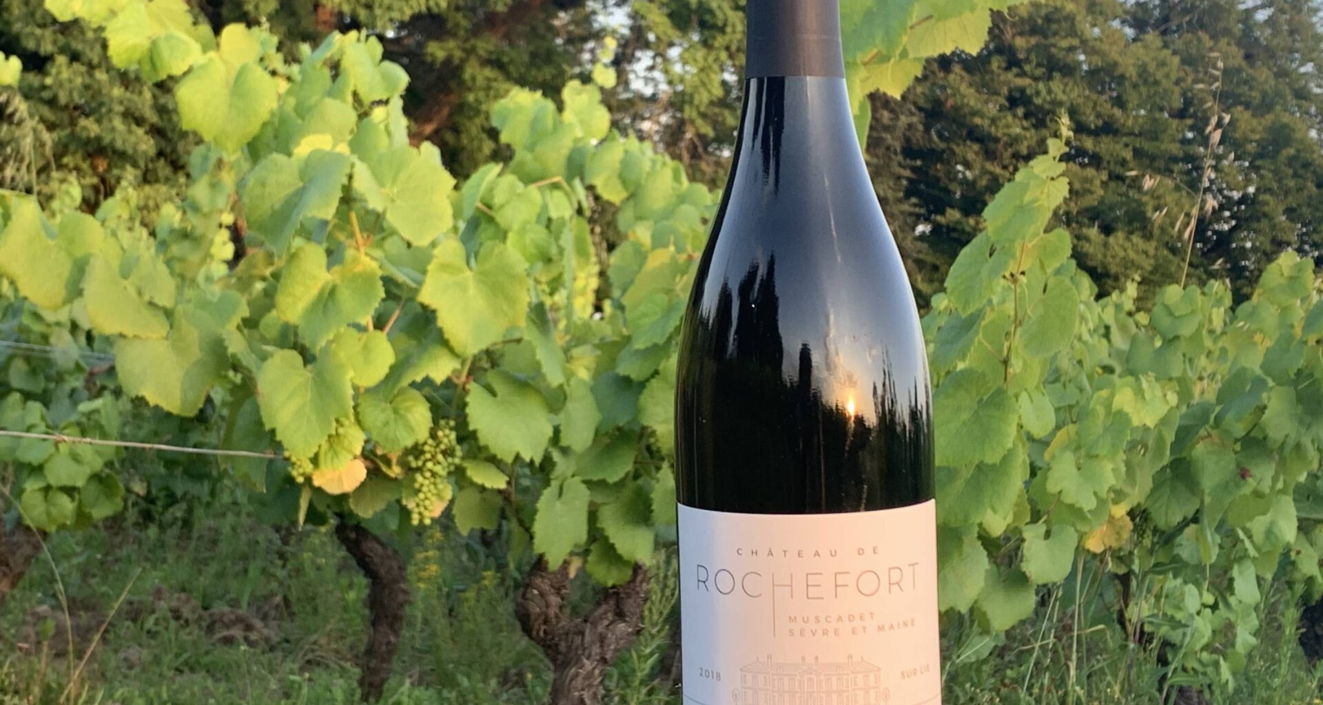 Droits de douane américains : le vin français sacrifié