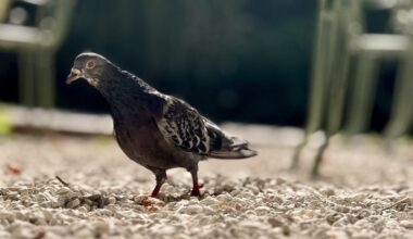 La Ville de Marseille parfois "cruelle" sur la condition animale, accuse cette association