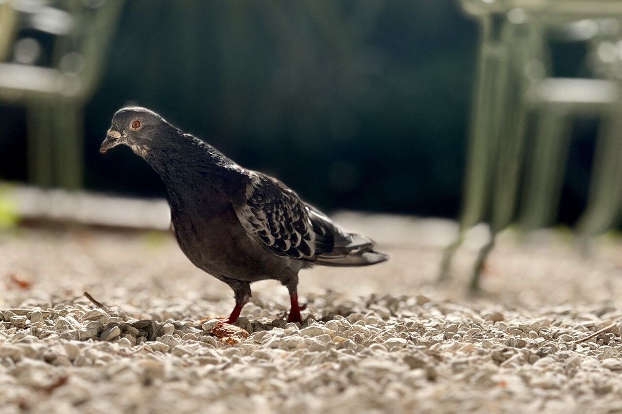 La Ville de Marseille parfois "cruelle" sur la condition animale, accuse cette association