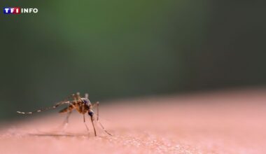 Virus du Nil occidental : pour la première fois, des cas autochtones détectés en Île-de-France