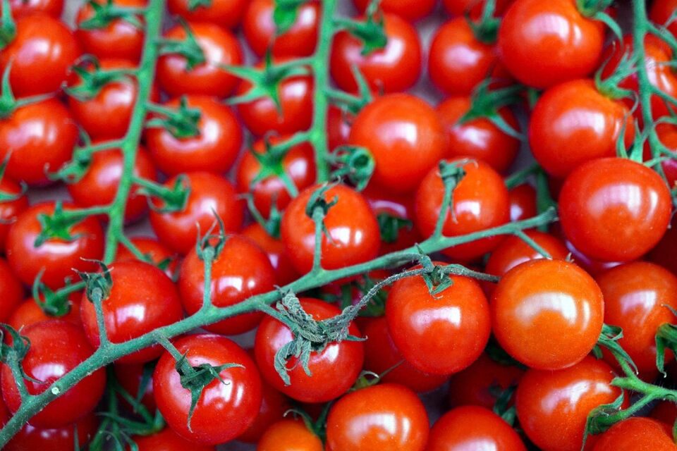 En cette première saison, ce sont plus de 600 tonnes de tomates qui sont attendues