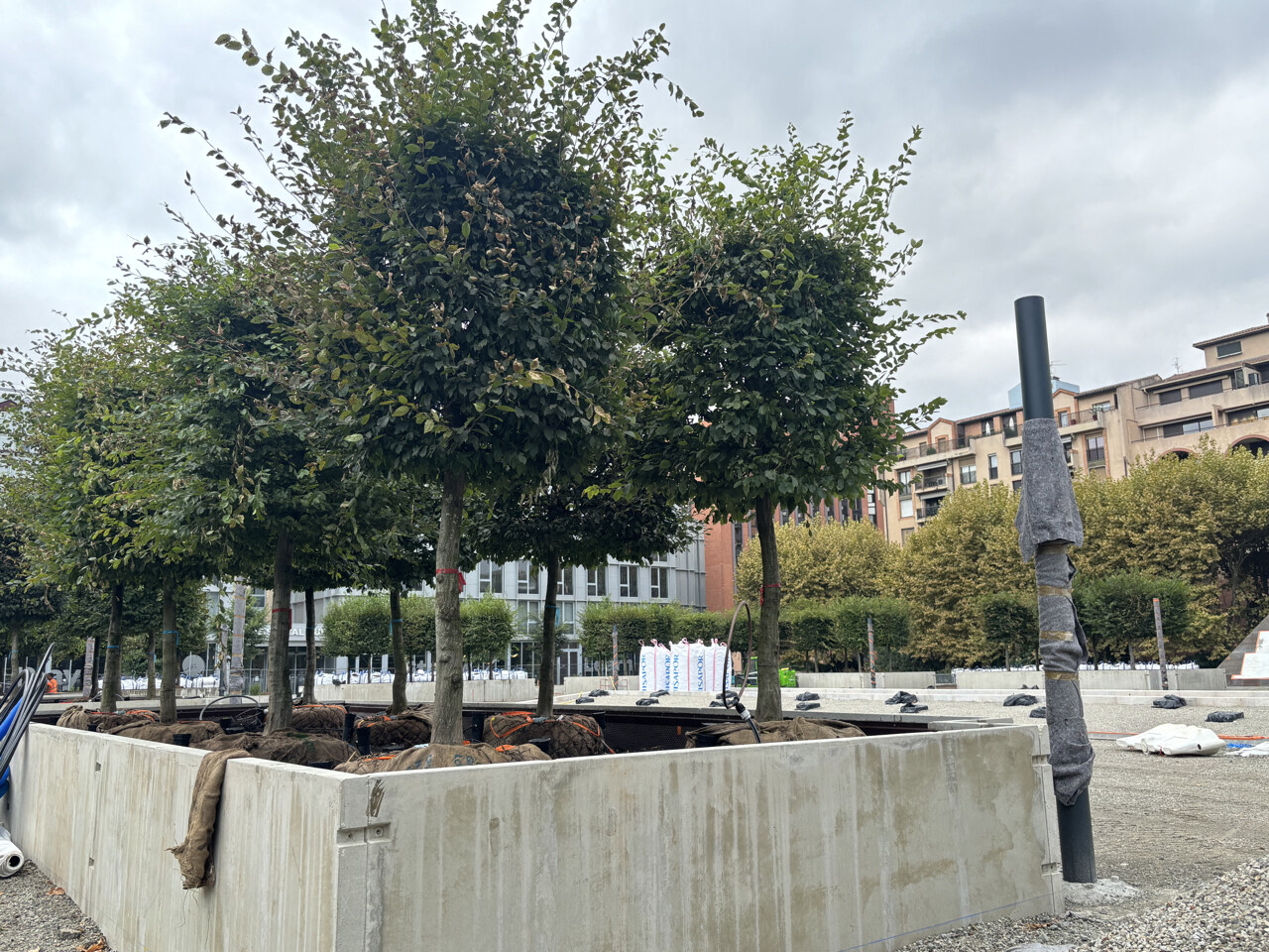 les premiers arbres sont plantés