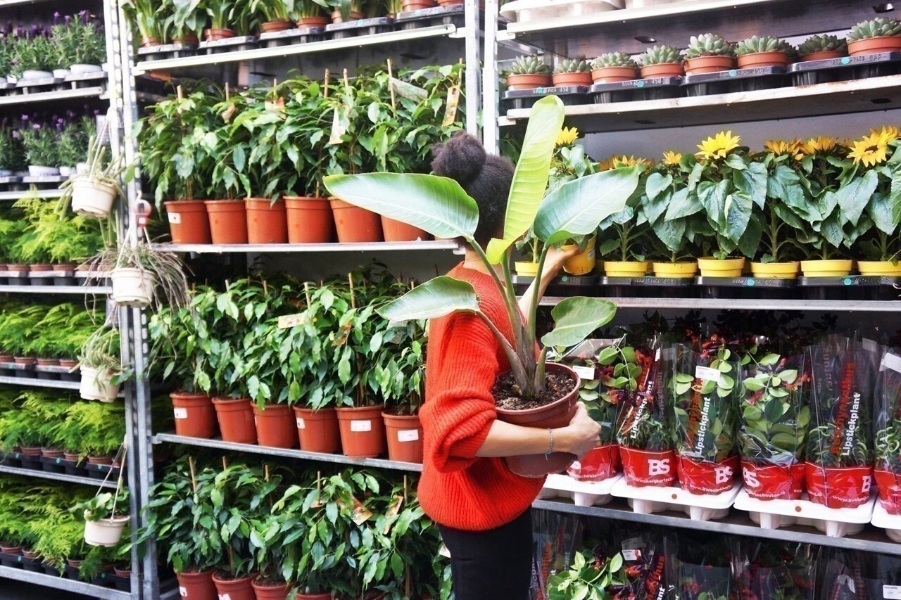 à Rennes, cette jardinerie organise une grande vente de plantes