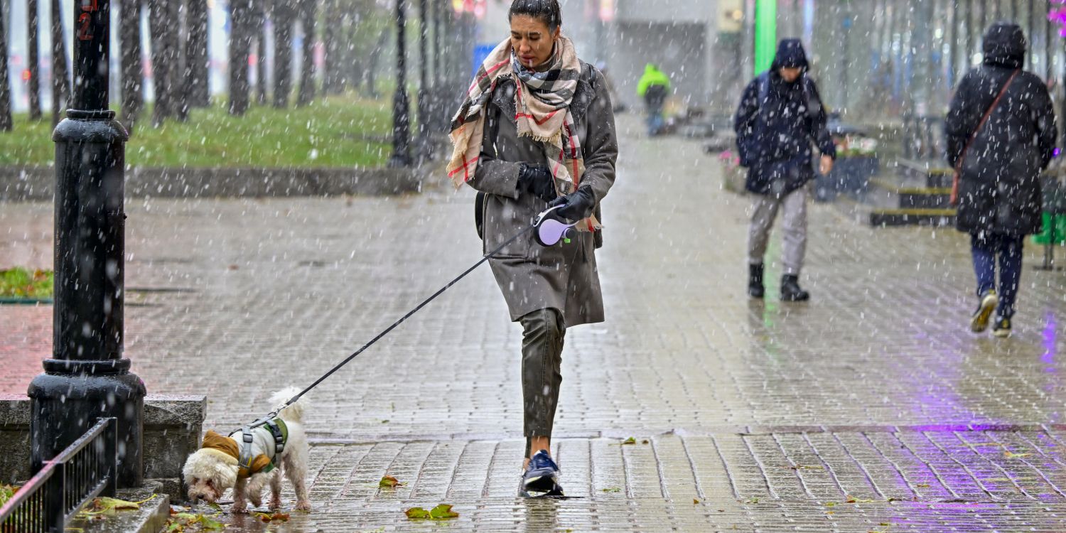 en Allemagne, l'impôt sur les chiens fait exploser les recettes fiscales