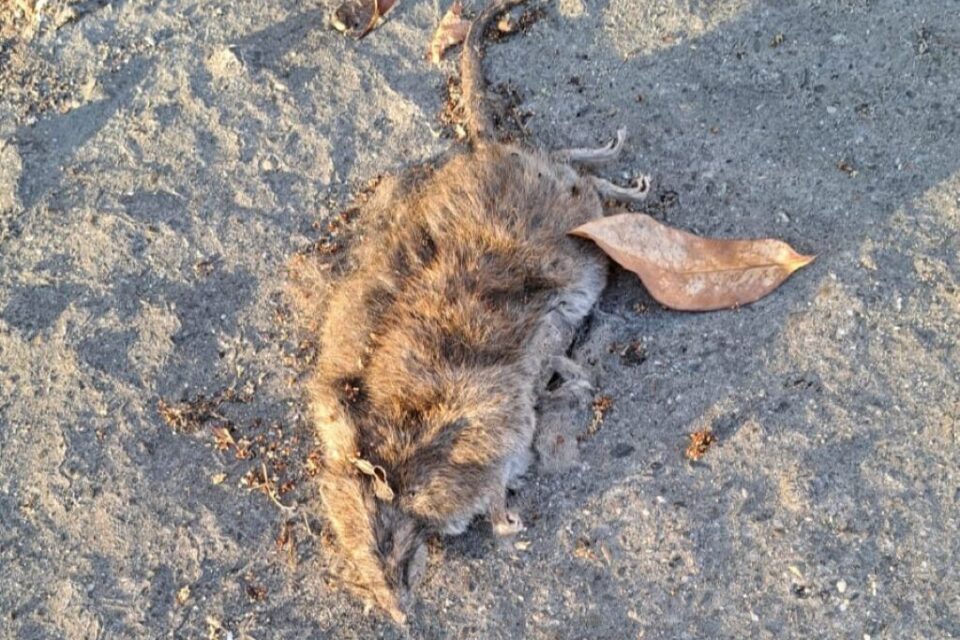 Des rats morts ont été retrouvés dans la rue. 