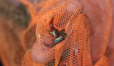 Béarn : contre les moustiques, l’idée de ce poisson refait surface