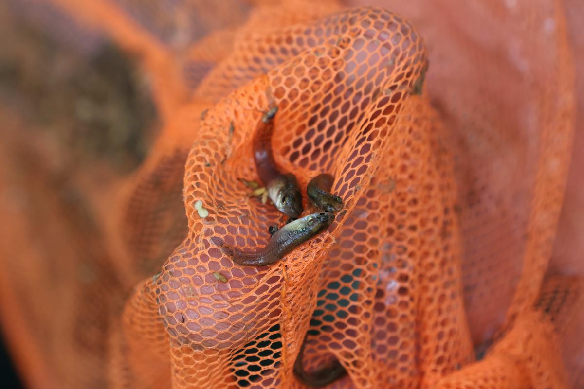 Béarn : contre les moustiques, l’idée de ce poisson refait surface