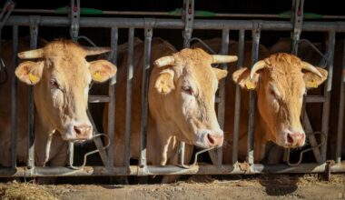 Tuberculose bovine : la menace plane, la crise contenue