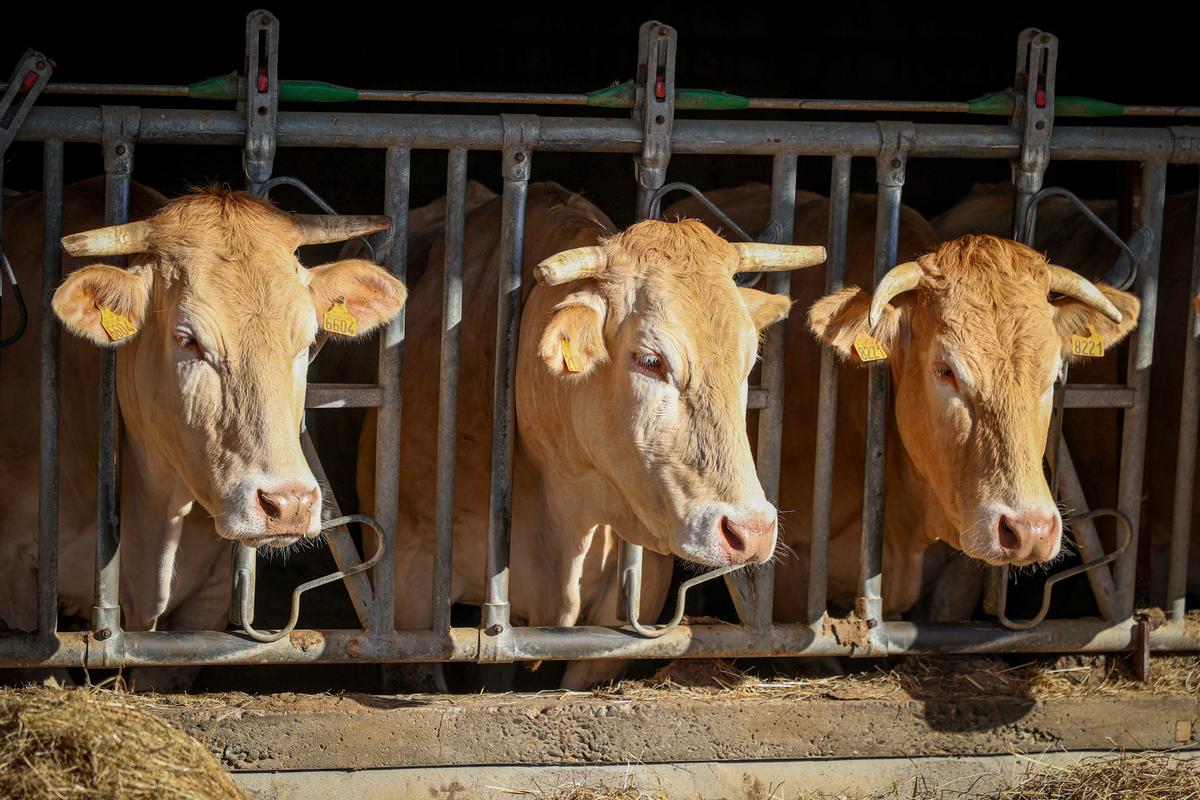 Tuberculose bovine : la menace plane, la crise contenue