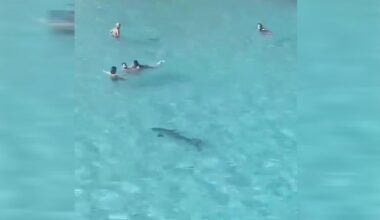 VIDÉO. Quel est ce très grand poisson ressemblant à un requin qui a fait peur à des baigneurs à Marseille ?