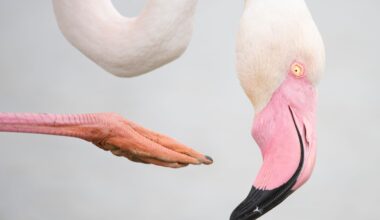 Wildlife Photographer of the Year 2025 : les premiers clichés dévoilés