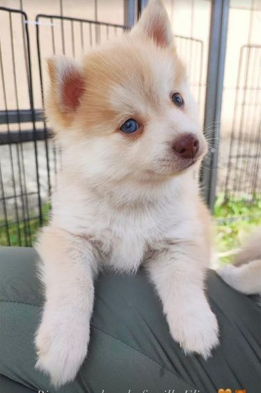 Le nouveau chiot de Marion Rousse