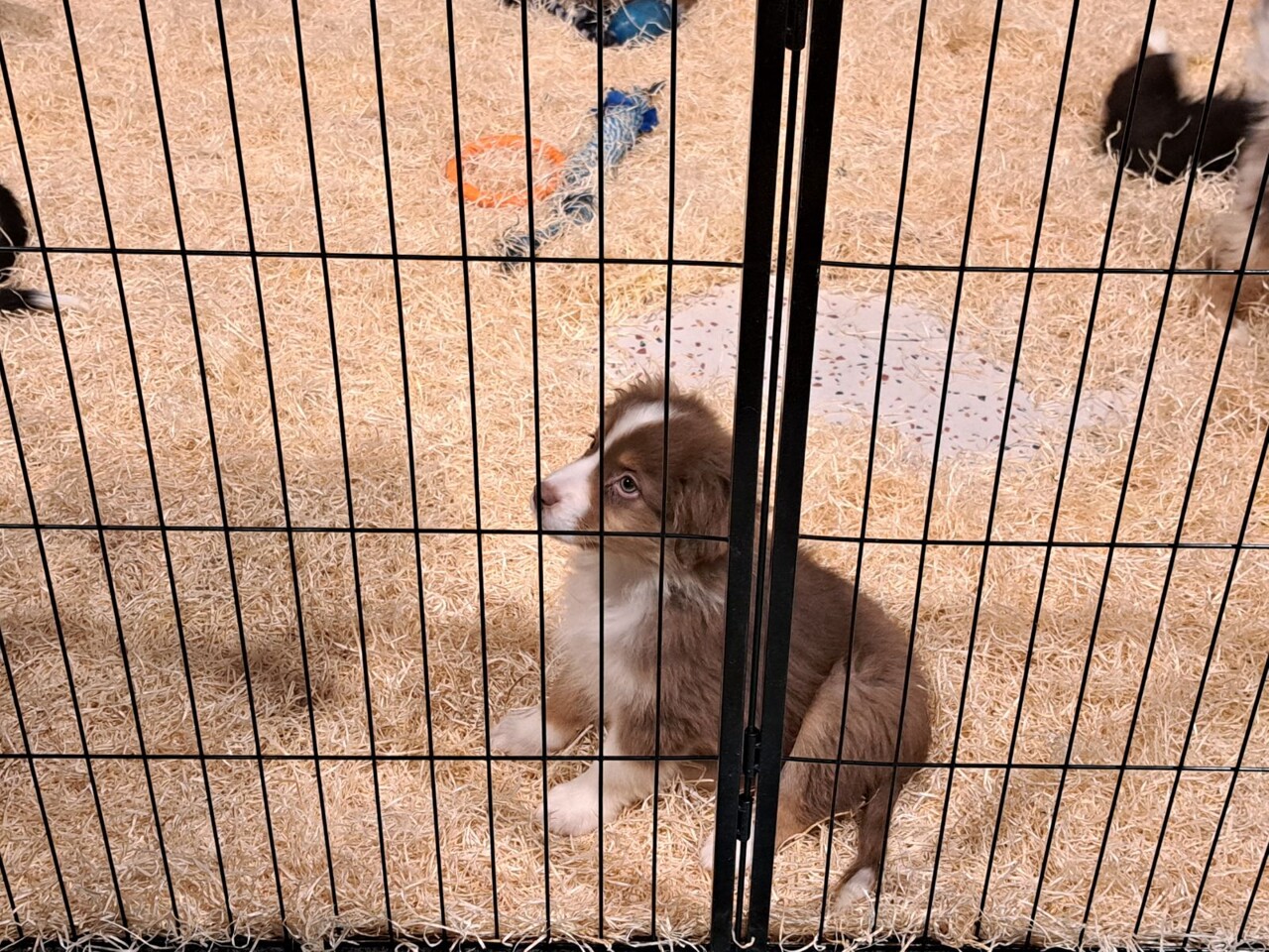 une association veut faire interdire le Salon du chiot à Nantes