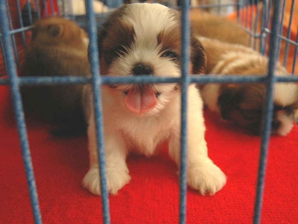 Une pétition lancée pour faire annuler un salon du chiot près de Nancy : voici pourquoi