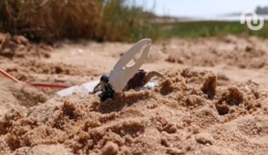 Un robot s'est battu contre des crabes. Il a perdu.