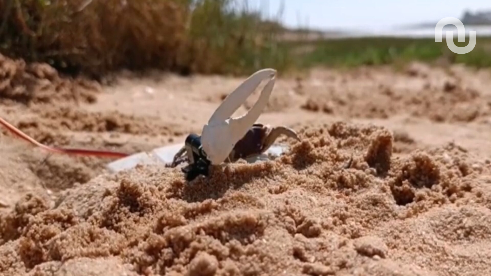 Un robot s'est battu contre des crabes. Il a perdu.