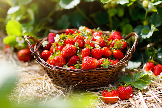 <p>Des fraises dans un panier.</p>